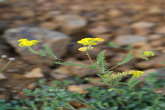 Cyathocline lutea
